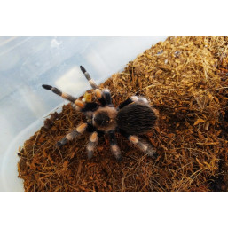 Brachypelma hamorii L4/5