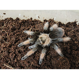 Brachypelma emilia SAMICA...