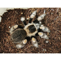 Brachypelma hamorii 3,5-4...