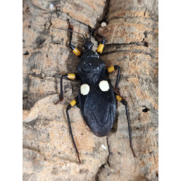 Platymeris biguttatus 5...